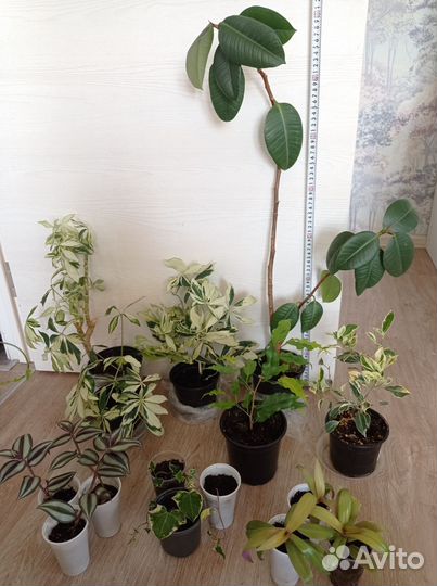 Шеффлеры и другие комнатные растения