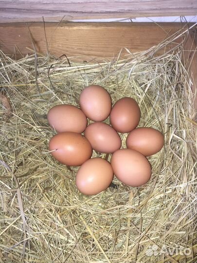 Домашние куриные яйца
