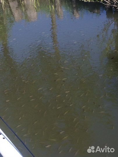 Карась для пруда
