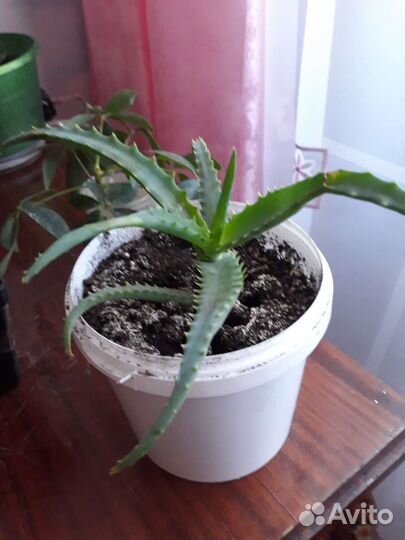 Алоэ столетник древовидный