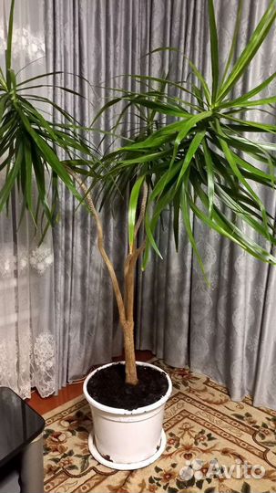 Пальма драцена маргината