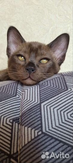 Бурма европейская