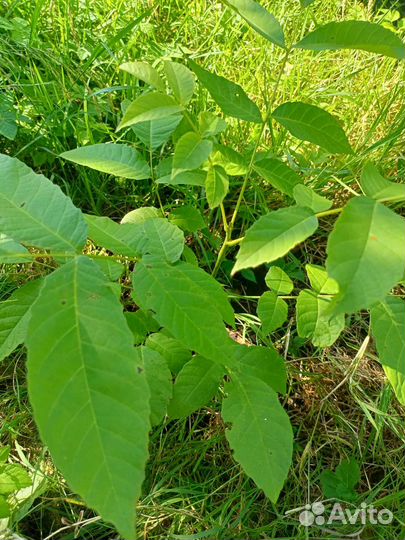 Грецкий орех саженцы