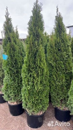 Туя западная-Смарагд(колоновидная)