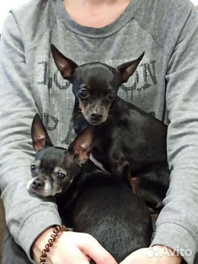 Домашняя передержка собак, кошек