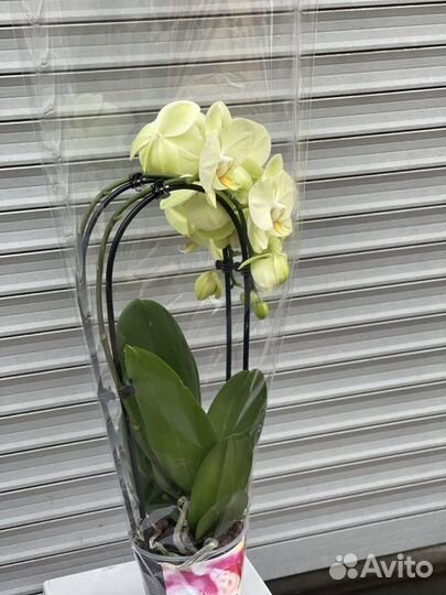 Каскадные орхидеи