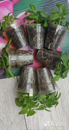 Цветущая петуния. набор 13 штук