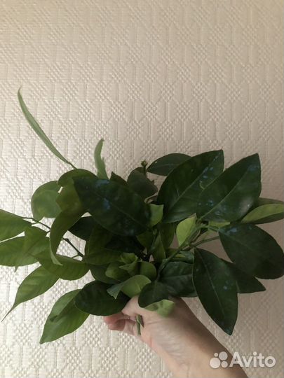 Черенки ташкентского лимона для укоренения