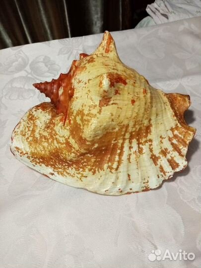 Морская раковина.коряга для аквариума