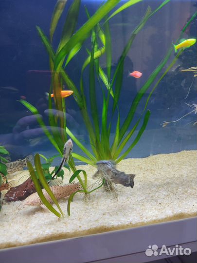 Аквариумное растение Валлиснерия гигантская