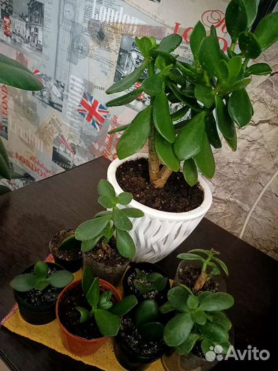 Бесплатно.детки денежного дерева