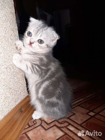 Шотландские котята