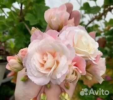 Пеларгония Леона Галактика