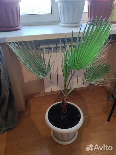 Пальмы веерные Вашингтония и другие большие