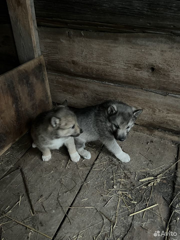 Продам щенков зсл