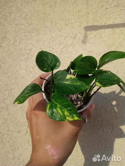 Эпипремнум золотистый