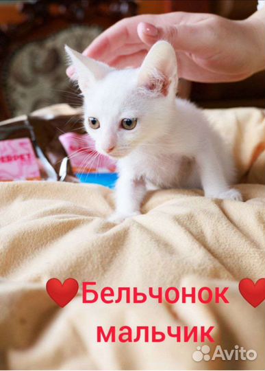 Невероятно ручной малыш в добрые ручки