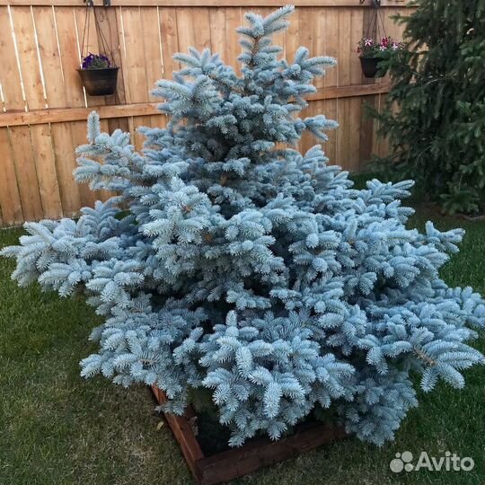Саженцы ель голубая Misty Blue