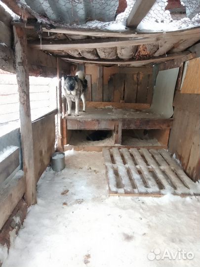 Норвежская лосиная лайка-элькхунд серый