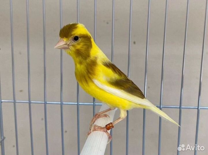 Кенара и канарейки