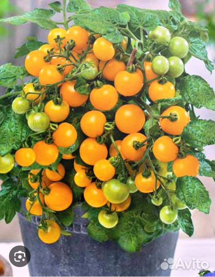 Помидор на окне круглый год