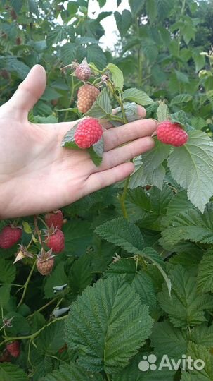 Саженцы плодовых деревьев