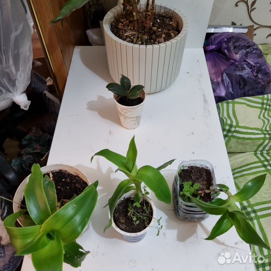 Каллизия душистая(золотой ус)