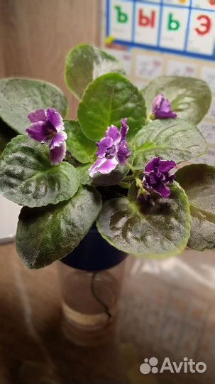 Комнатные цветы фиалки