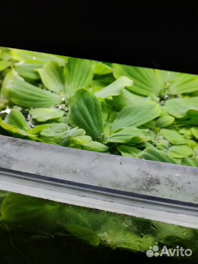 Аквариумные растения прополка