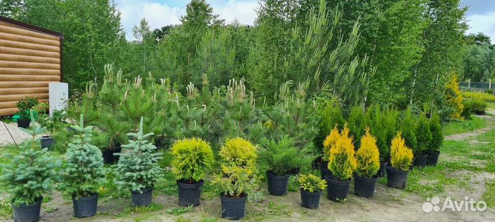 Туя западная смарагд