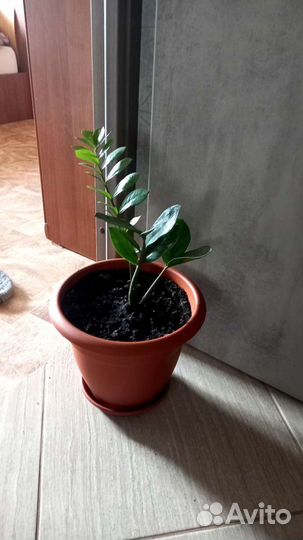 Замиокулькас