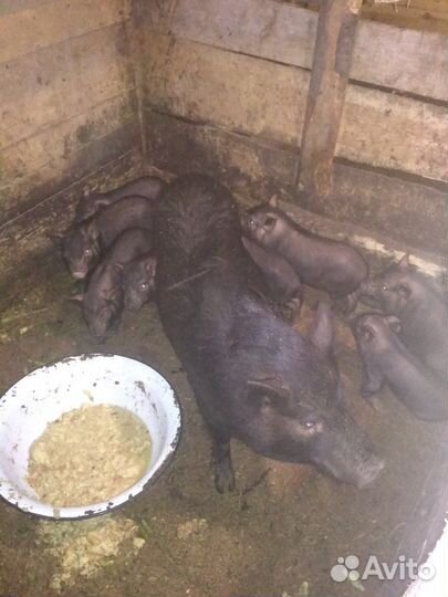 Вьетнамский вислобрюхий поросенок