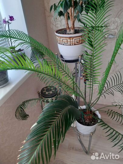 Цикас(саговая пальма)