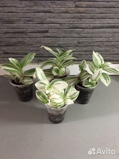 Традесканция белая