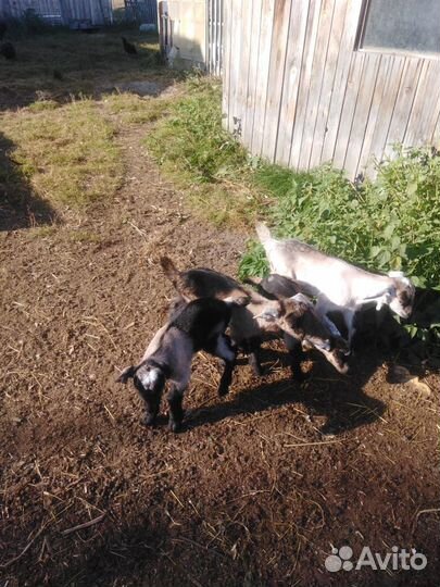 Козлята от нубийского козла