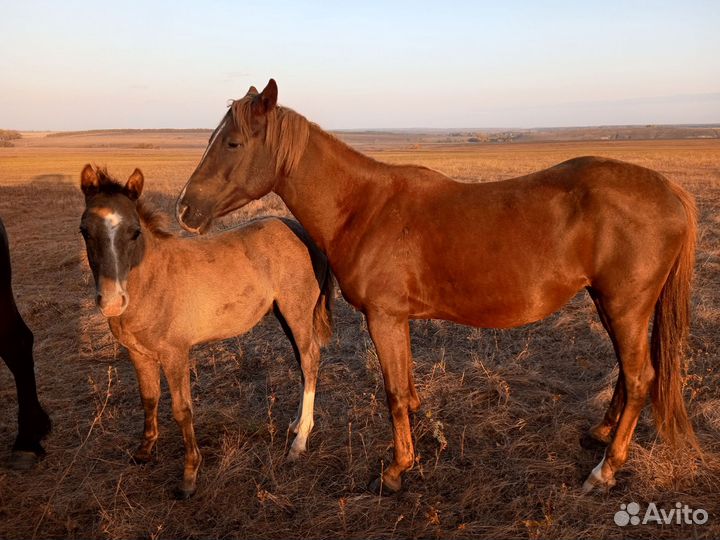 Продажа лошадей