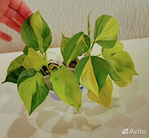 Цветы на подоконник.эухарис лирата Бенжамин