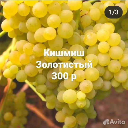 Виноград киш миш