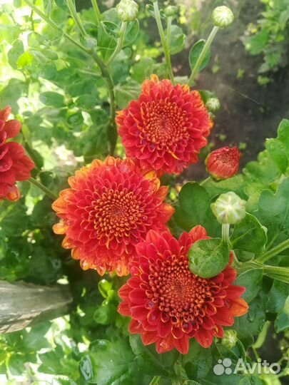 Хризантема растения