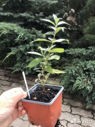 Разные интересные растения для сада