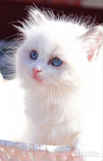 Котята рэгдолл
