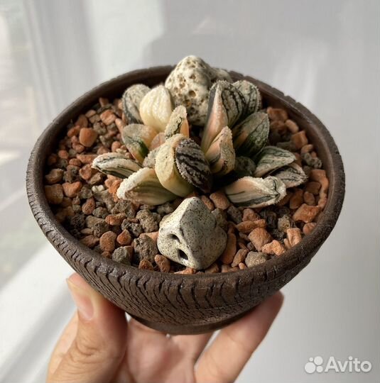 Хавортия вариегатная коллекционная