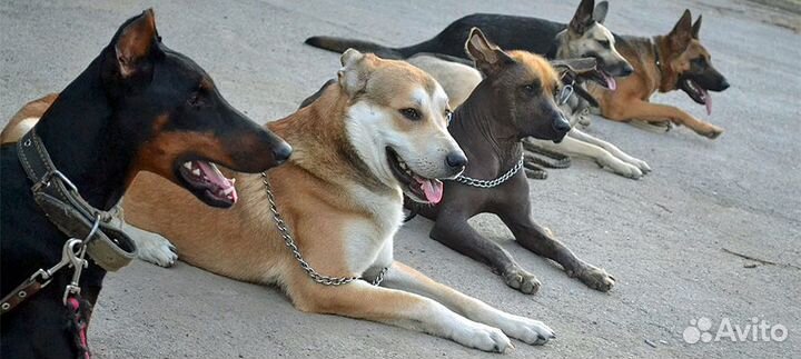 Дрессировка собак