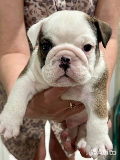 Английский бульдог