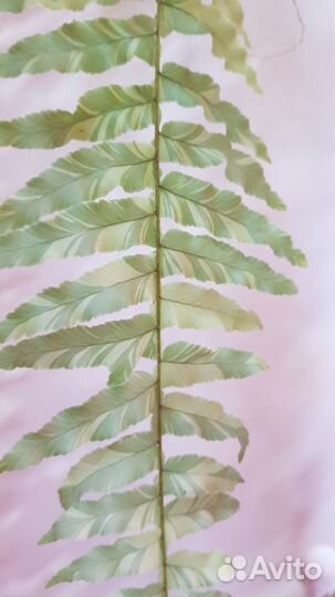 Олеандр, белого цвета. Вариегатный папоротник