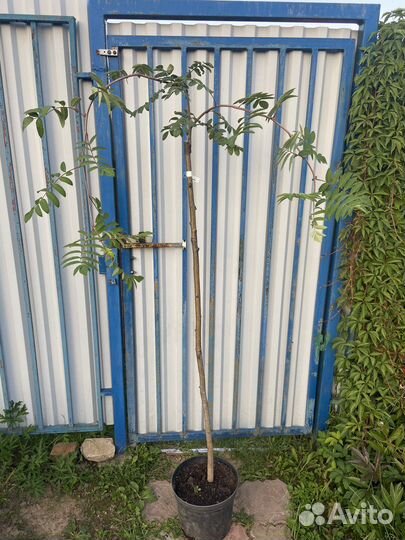 Акация карагана плакучая Робиния Рябина плакучая