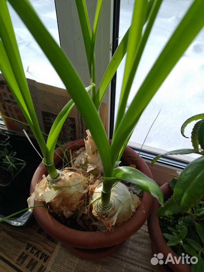 Китайский лук (птицемлечник)