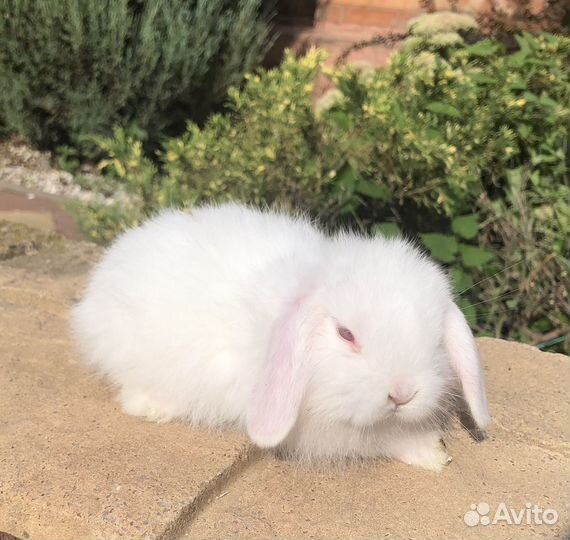 Кролик декоративный вислоухий
