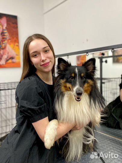 Груминг стрижка экспресс-линька