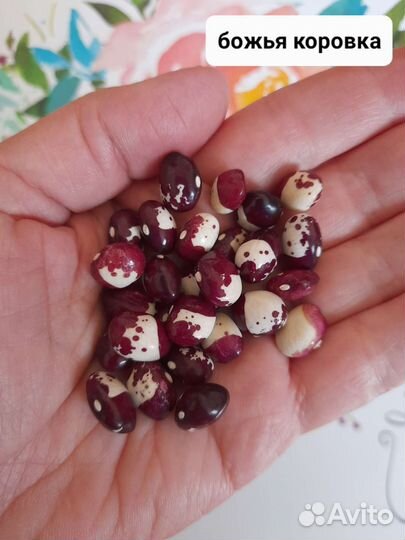 Лимская фасоль